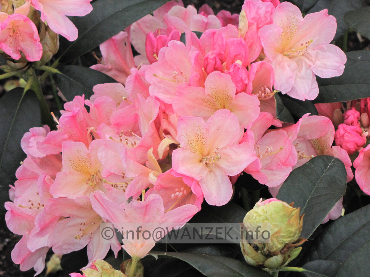 Rhododendron yakushimanum Percy Wiseman 02.JPG